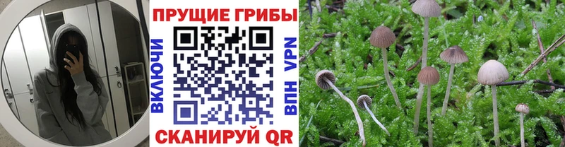 кракен маркетплейс  Новодвинск  Галлюциногенные грибы мухоморы  купить закладку 
